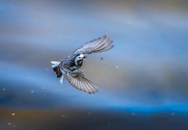 Птичье царство в фотографиях конкурса British Photography Awards (21 фото)