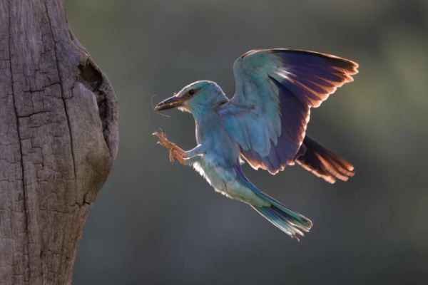 Птичье царство в фотографиях конкурса British Photography Awards (21 фото)