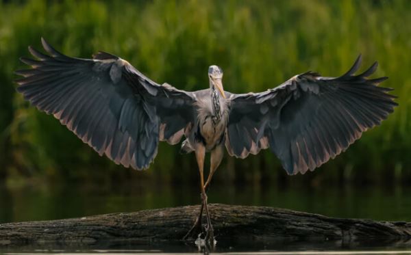 Птичье царство в фотографиях конкурса British Photography Awards (21 фото)