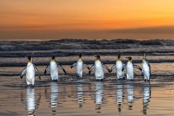 Птичье царство в фотографиях конкурса British Photography Awards (21 фото)