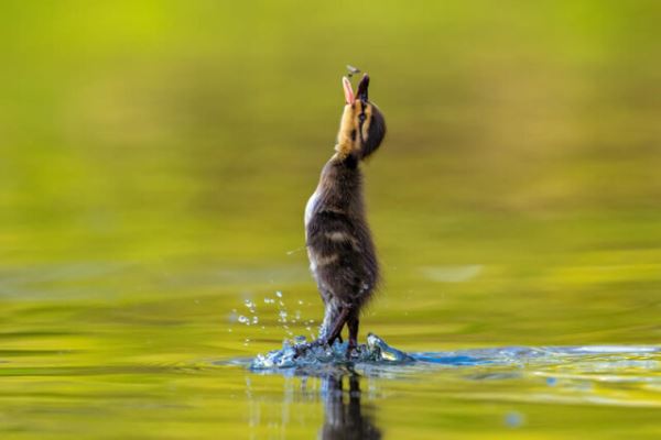 Птичье царство в фотографиях конкурса British Photography Awards (21 фото)